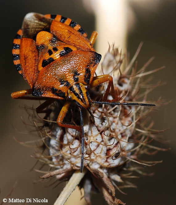 Carpocoris da determinare